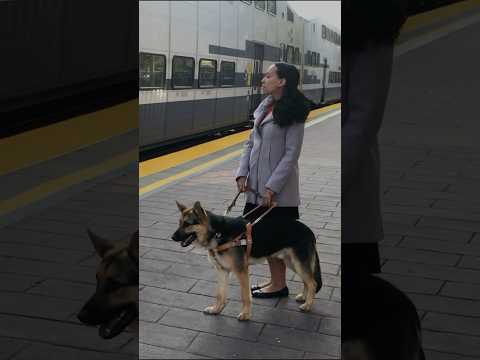 Love in the Lead: International Guide Dog Day