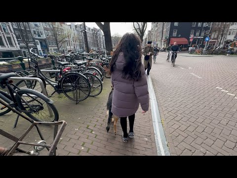 Seeing Eye Dog Mylo Navigates Amsterdam